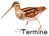 Termine