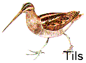 Tils